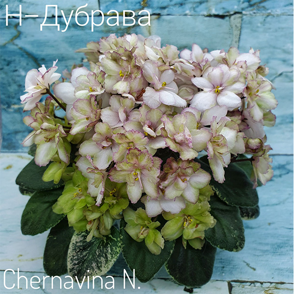н-дубрава.jpg