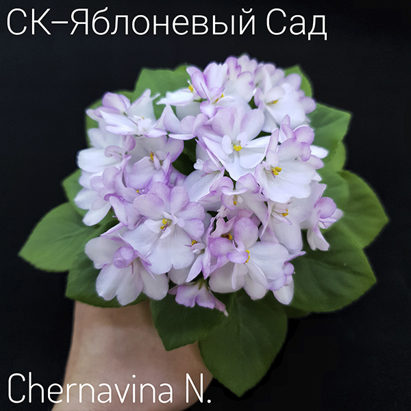 ск-яблоневый сад.jpg