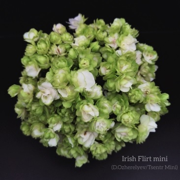 Irish Flirt mimi.jpg