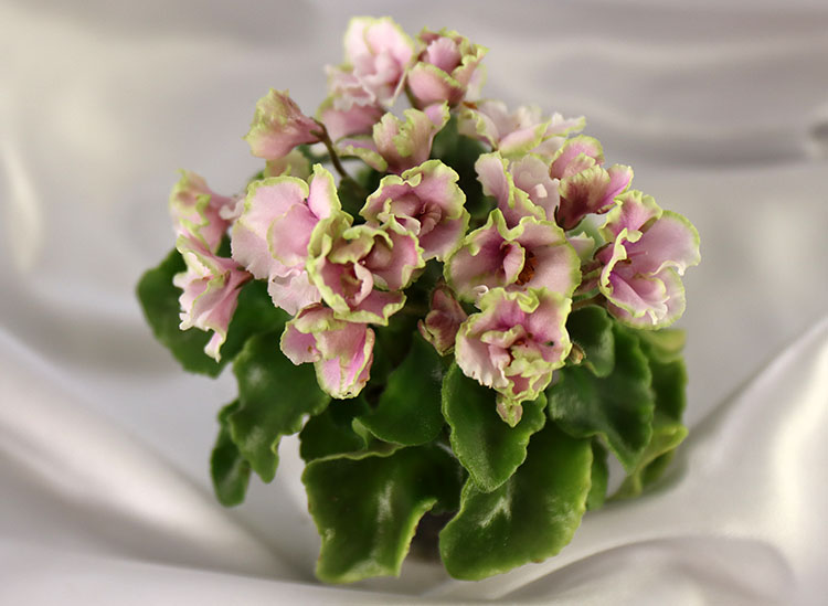 Celtic Rose.jpg
