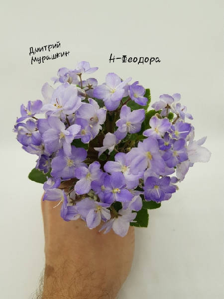 Н-Феодора