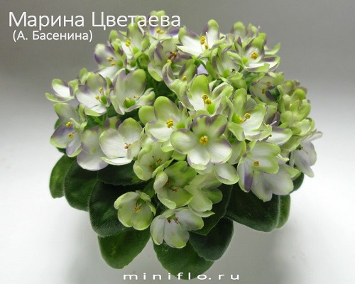 Марина Цветаева.jpg