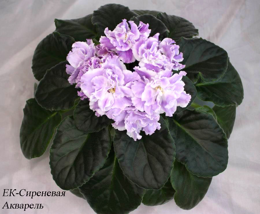 ЕК-Сиреневая Акварель2.jpg