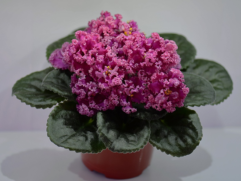 G9xzJ1HVi3c.jpg