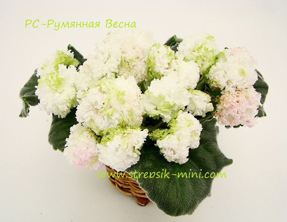 RS-Rumynay Vesna - копия.JPG