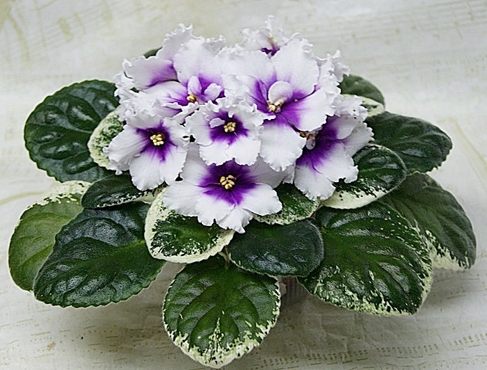 ЛЕ-Жанна.JPG