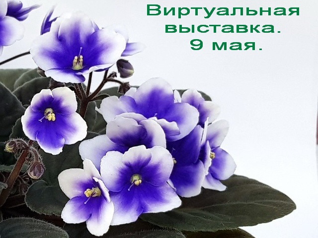 Q9UZ_WLqsrk.jpg