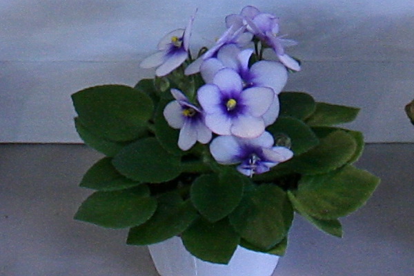 77.jpg