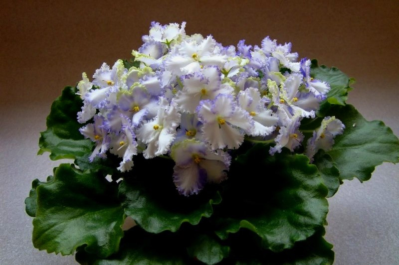 Optimara EverGrace