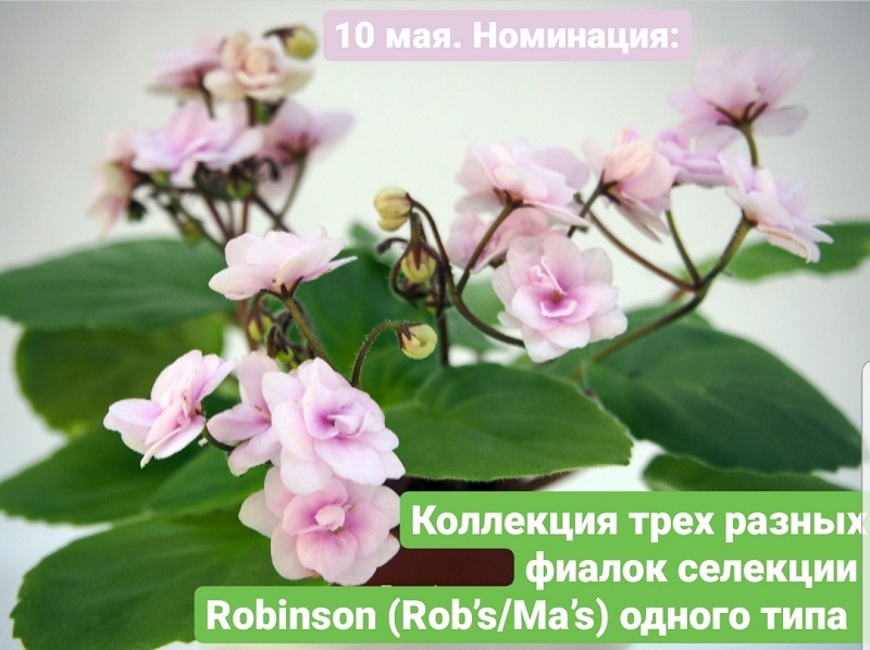 форум.jpg
