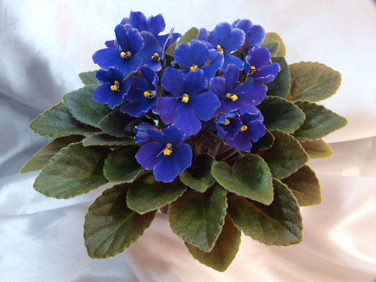 Optimara Little Azurite.jpg