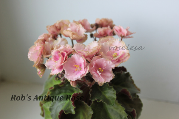 Rob's-Antique-Rose11.jpg