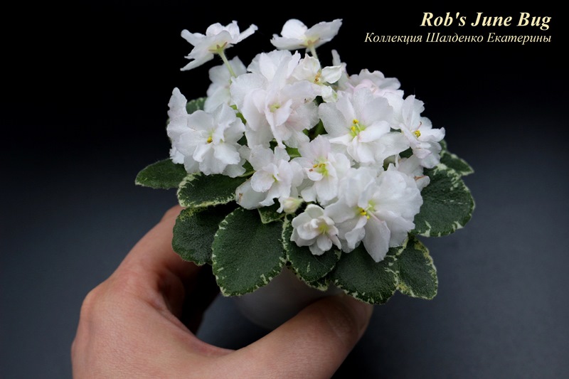 Rob's June Bug.jpg
