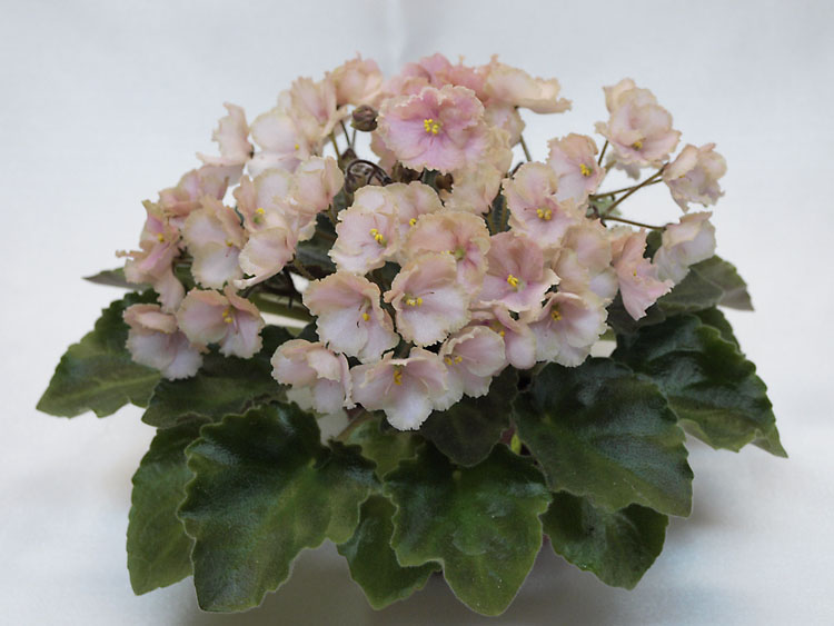 Rob's Antique Rose _.jpg