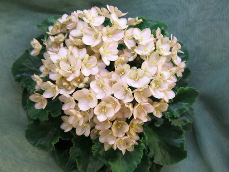 Emerald Pink.jpg
