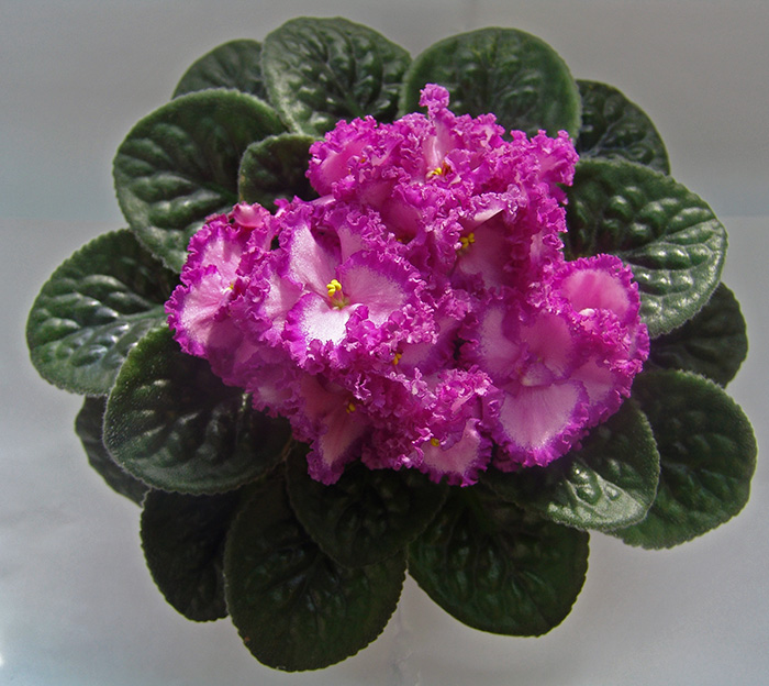 DSC04143.jpg
