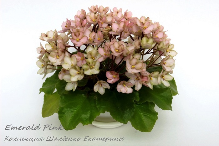 Emerald Pink.jpg