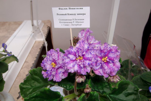 Розовый Какаду (Н.Белецкая).jpg