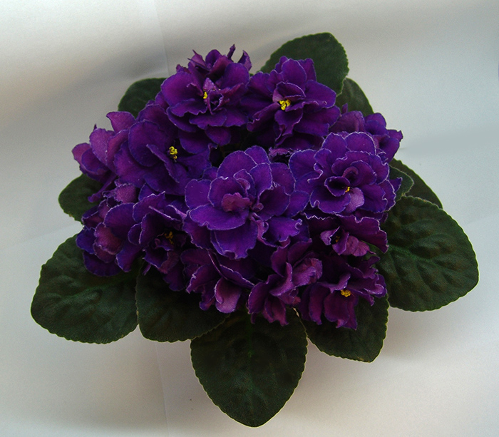 DSC04973.jpg