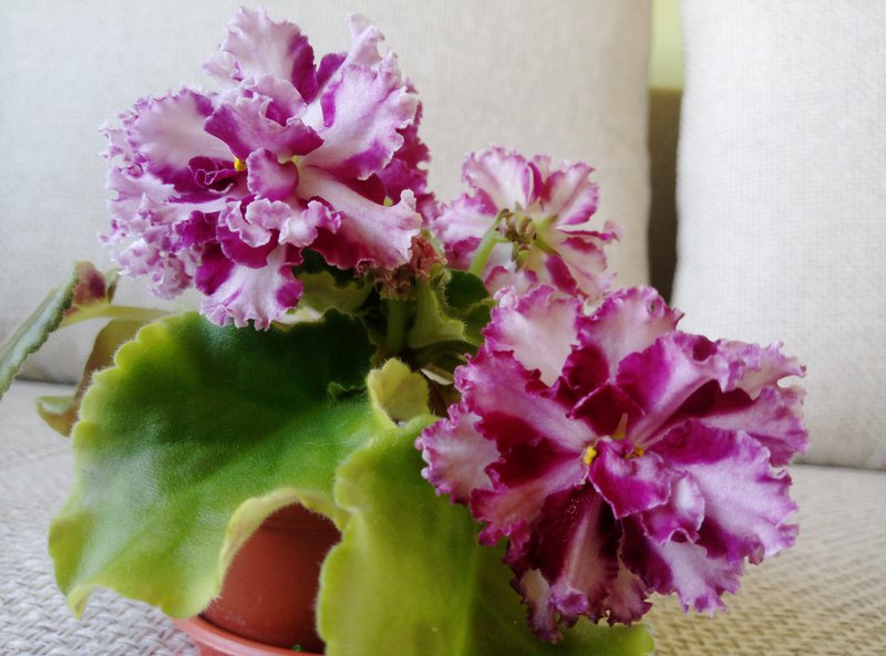 http://fialochka-forum.ru/viewtopic.php?f=8&amp;t=13020