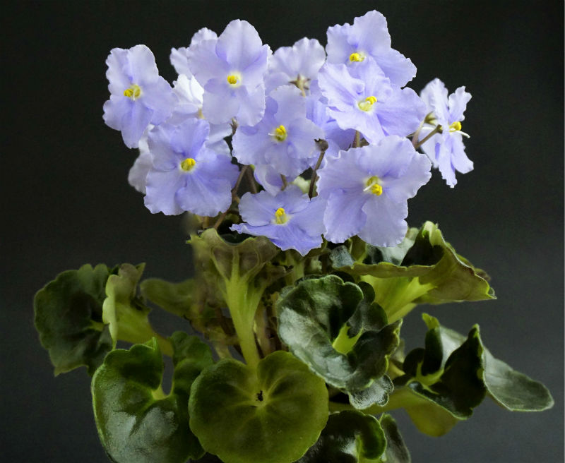 Pastel Princess (D. Lamphere/LLG)