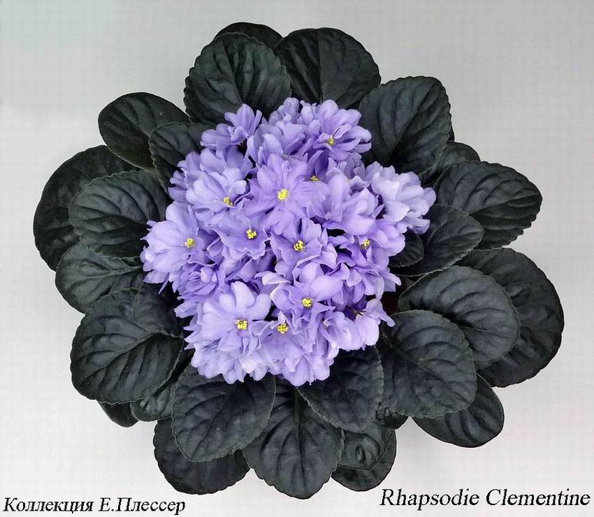 Rhapsodie Clementine.jpg