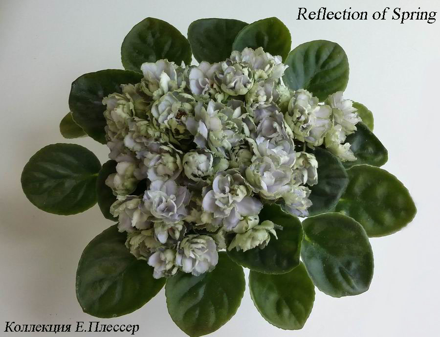Reflection of Spring.jpg