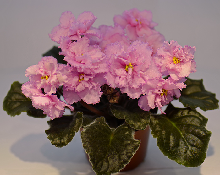 DSC_9135.jpg