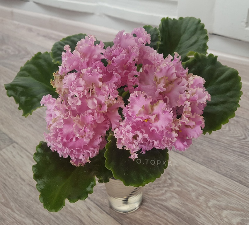 ЛЕ-Флирт