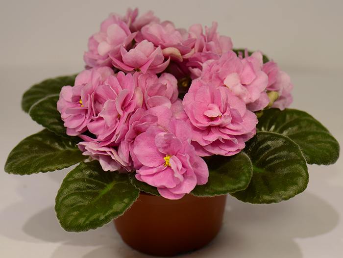 DSC_8419.jpg