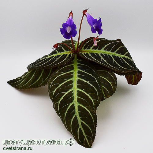 sinningia-speciosa-'Regina---Corrego-da-Xica'.jpg