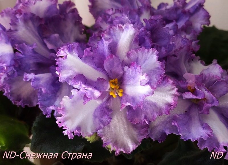 ND-Снежная Страна2.jpg