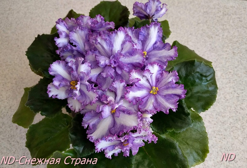 ND-Снежная Страна3.jpg