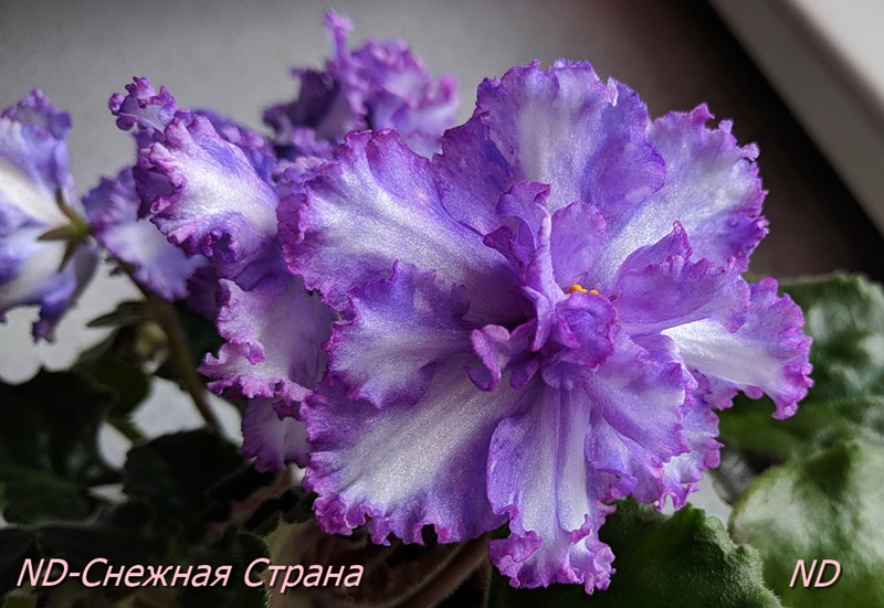 ND-Снежная Страна5.jpg