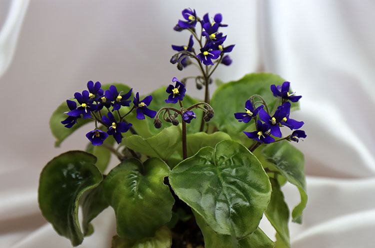 S. Orbicularis var. purpurea.jpg