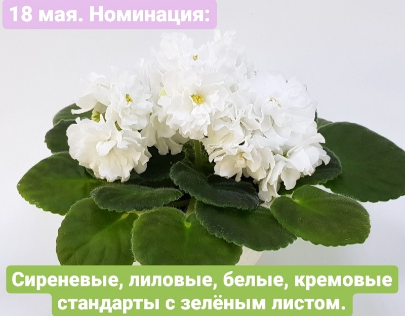 X_hnqvTYhu8.jpg