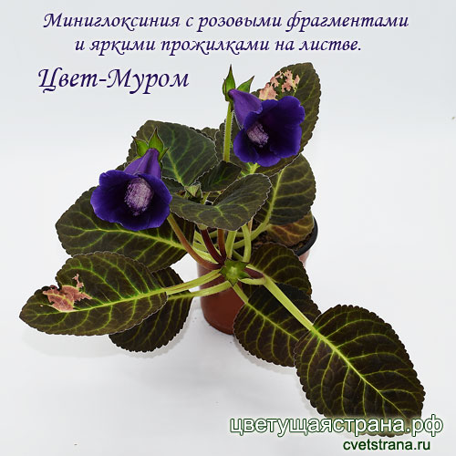 Цвет-Муром-в-2020.jpg