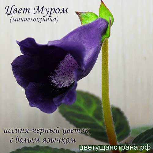 cvet-murom-nov.jpg