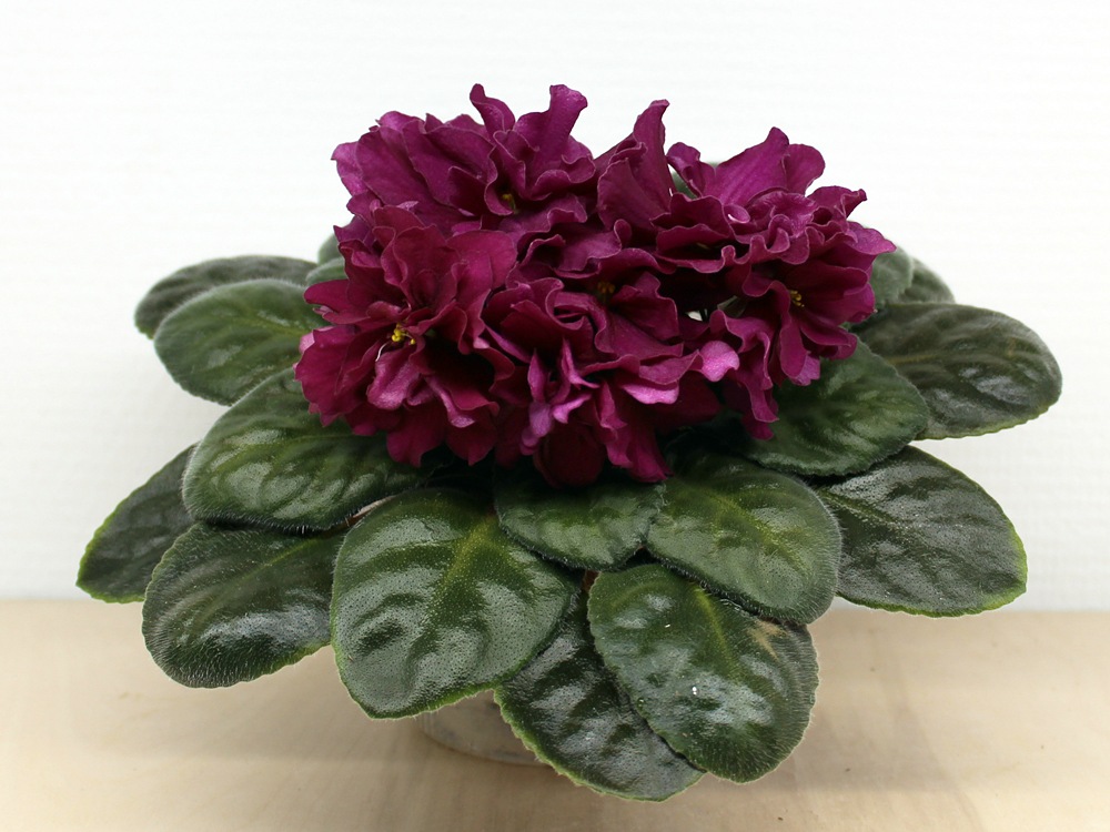 H38flor8PPQ.jpg