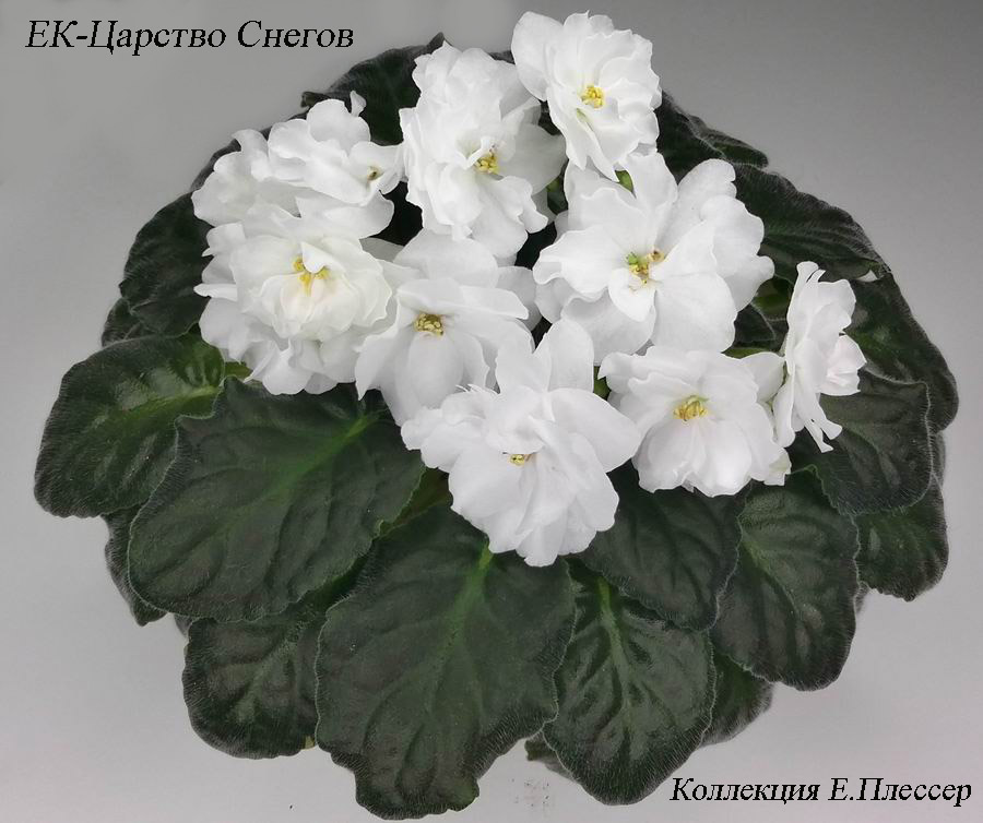 ЕК-Царство Снегов.jpg