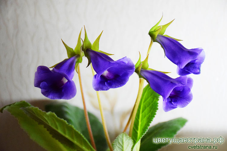 speciosa-hybr2020.jpg