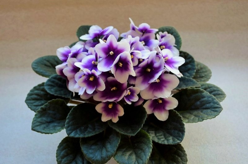 Humako Purple Cloud