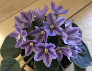 Лавандовая сказка