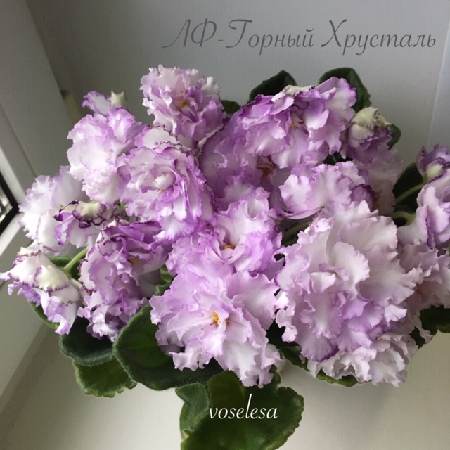 A94ACD75-A206-4C06-942D-DD4E9FD67541.jpeg
