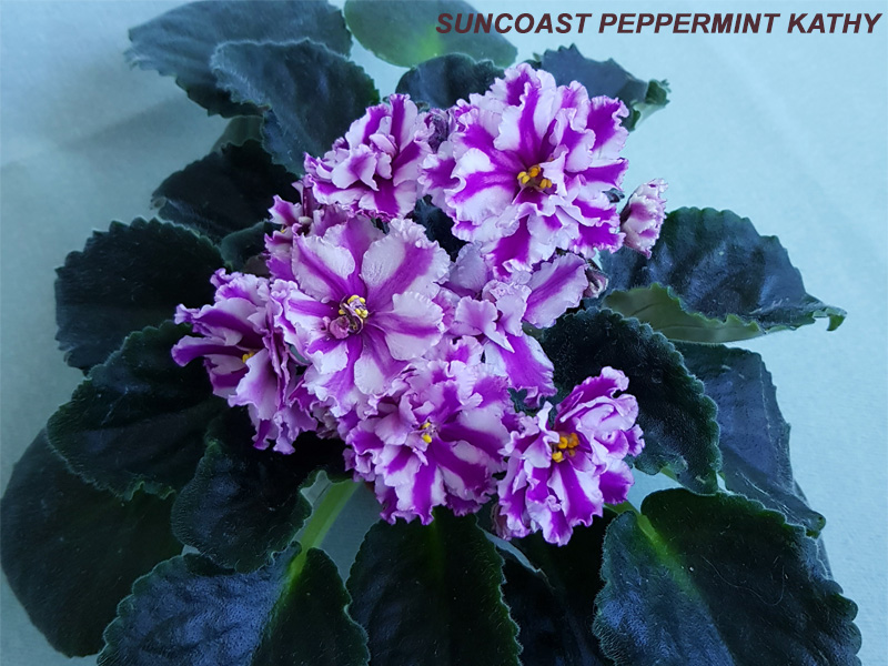 Suncoast Peppermint Kathy.jpg