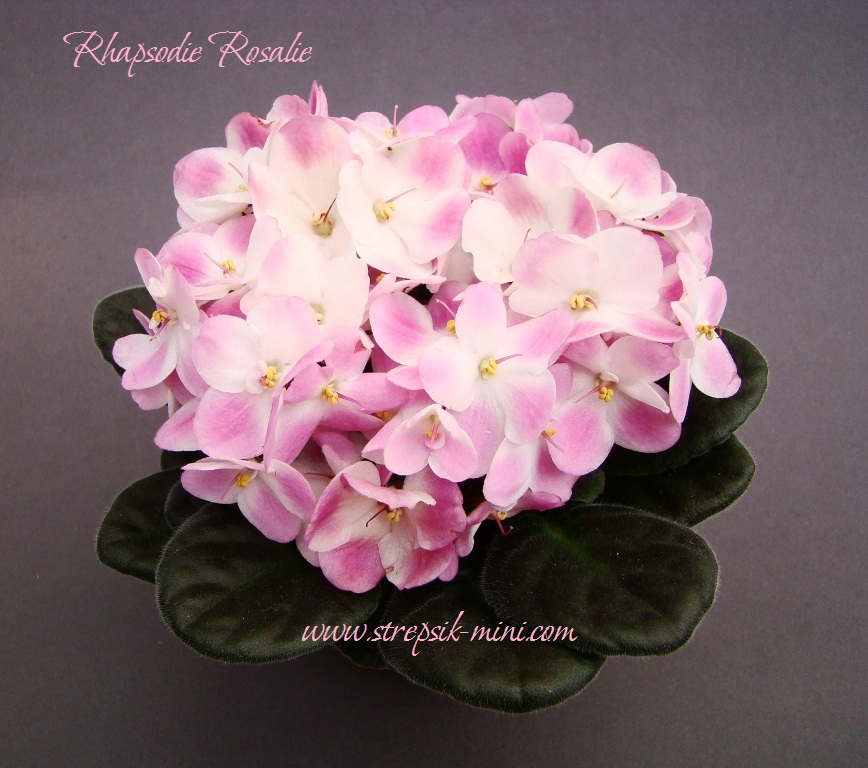 Rhapsodie Rosalie1 (2).JPG