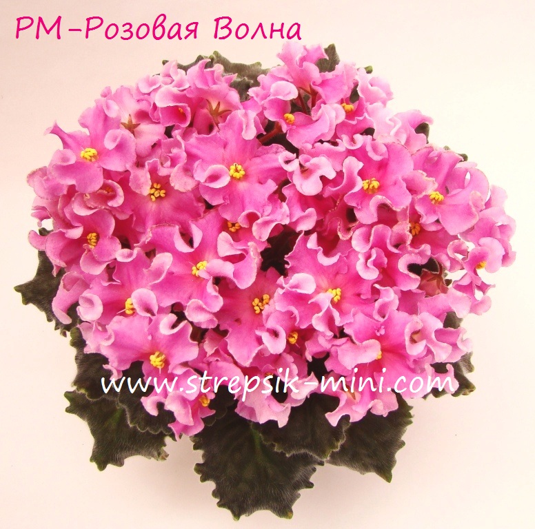 RM-Rozovaya Volna - копия.JPG