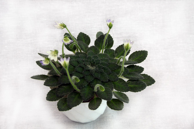 1место Petrocosmea rosettifolia коллекционер М.Нестерова