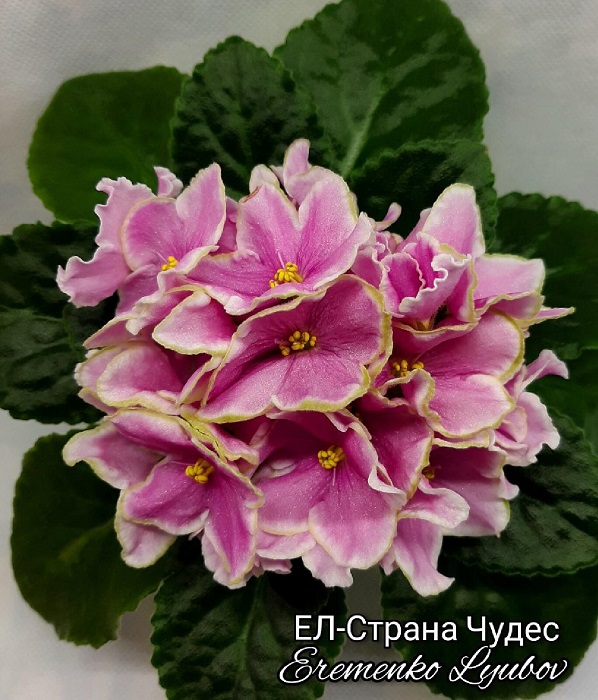 ЕЛ-Страна Чудес.jpg