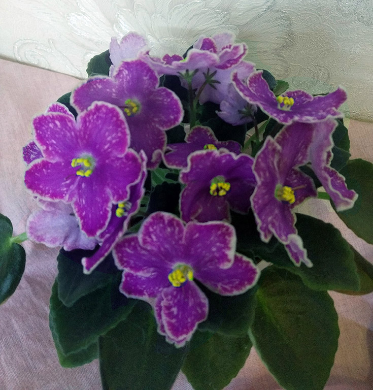DS-Изюм